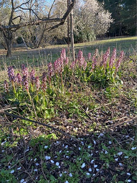 Barlia robertiana  - Jean-Pierre Crepeau