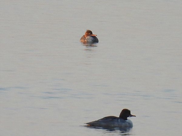 Harle huppé  - Kacper Mikulski