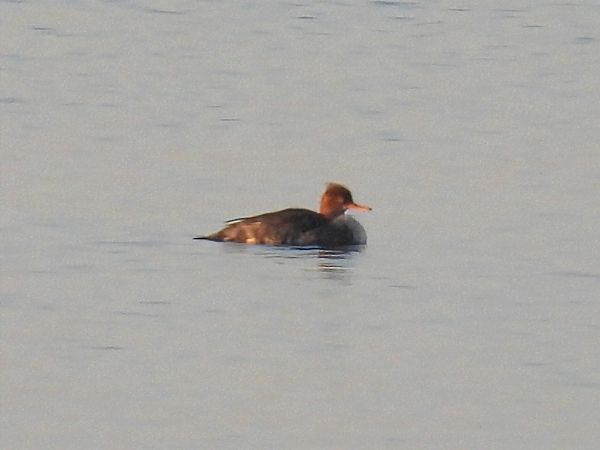 Mittelsäger  - Kacper Mikulski