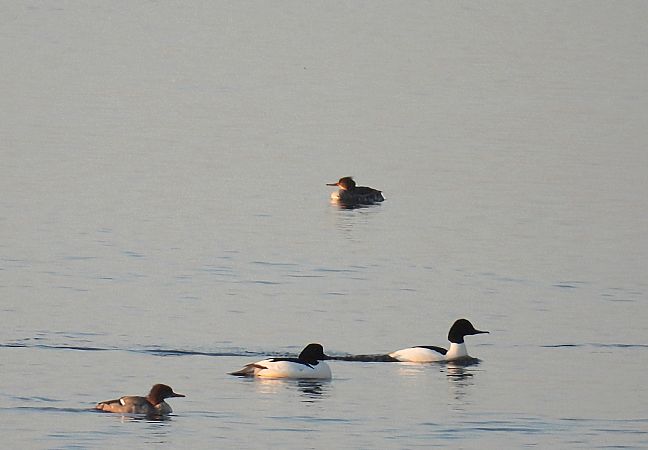 Mittelsäger  - Kacper Mikulski