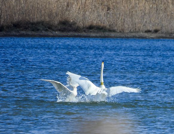 łabędź krzykliwy  - Natalia Gorczowska