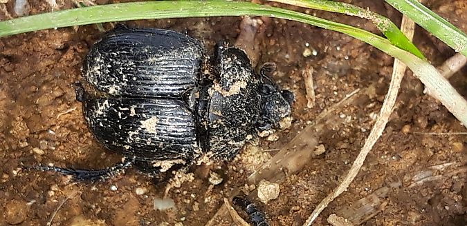 Coleoptera sp.  - Michele Cento