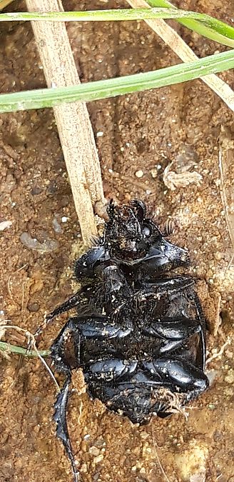 Coleoptera sp.  - Michele Cento