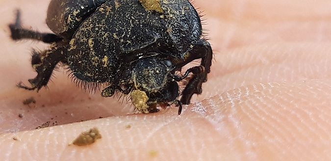 Coleoptera sp.  - Michele Cento