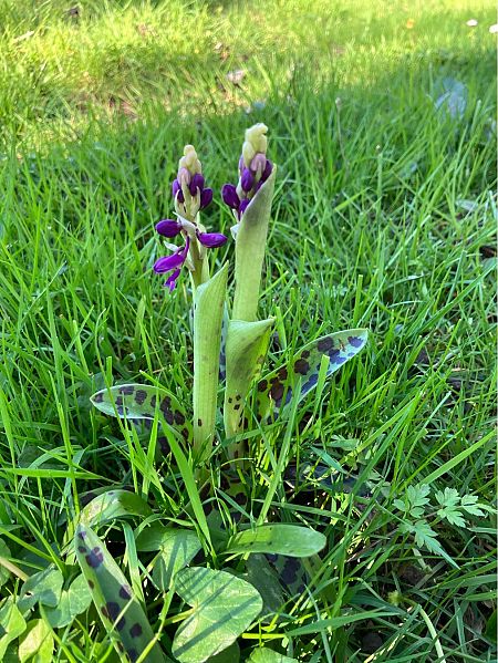 Orchis indet. group. mascula  - Florent de Gasperis