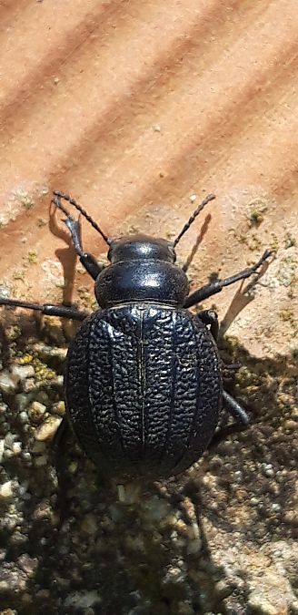 Pimelia muricata  - Michele Cento