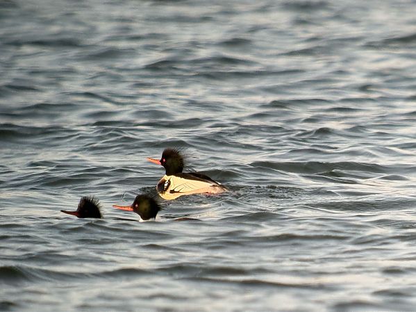 szlachar  - Artur Andrzejewski