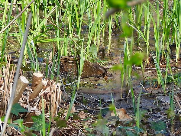 Voltolino  - Giampaolo Toniolo