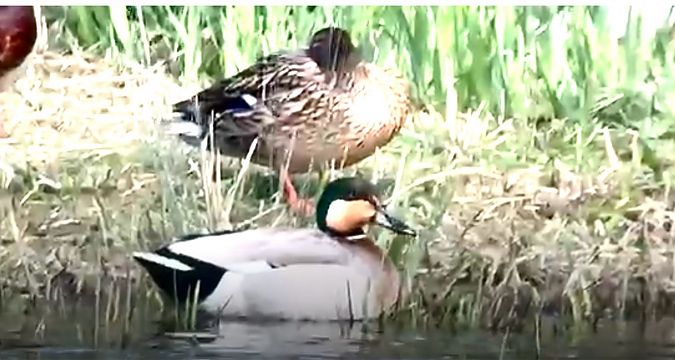 Anatidae híbrid  - Gerard Masdeu Bosch