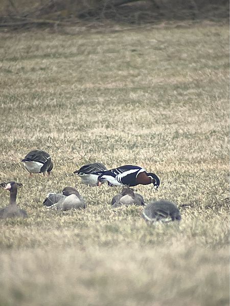 Rothalsgans  - Wojciech Januszkiewicz