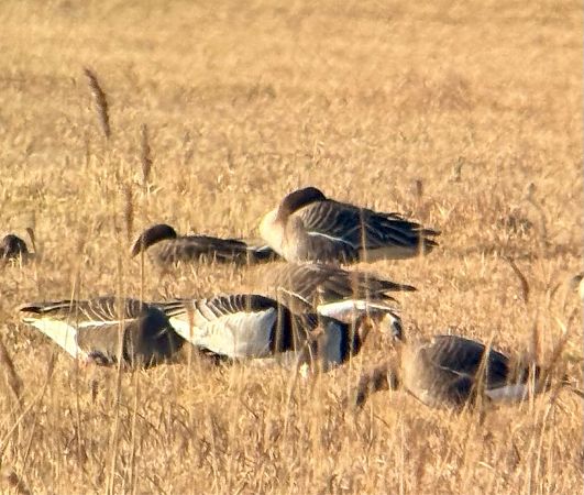 Weisswangengans  - Łukasz Konopka