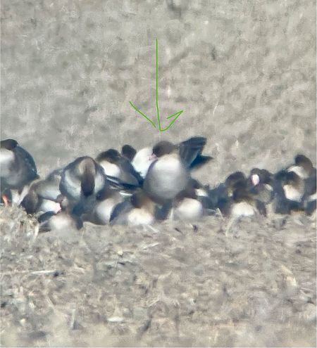 Kurzschnabelgans  - Krzysztof Lis