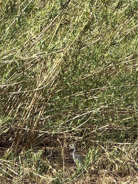 Martinet dels esculls  - Xavier Villalba Altayó