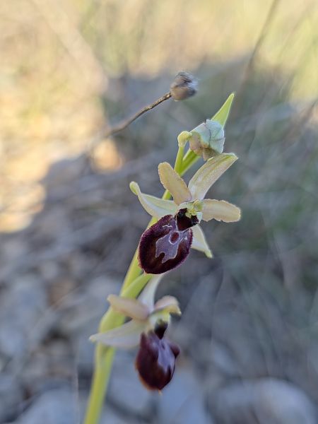 Ophrys exaltata subsp. marzuola  - Michel Robin