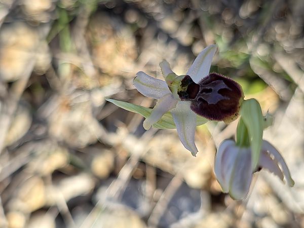 Ophrys exaltata subsp. marzuola  - Michel Robin