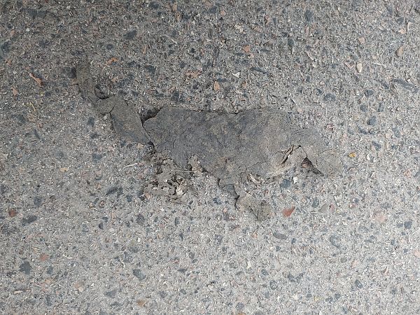 Rospo comune  - Mirko Enea