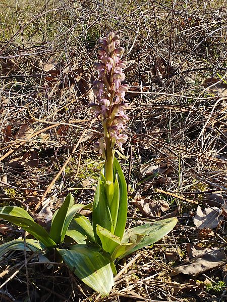 Himantoglossum robertianum  - Gérard Joseph