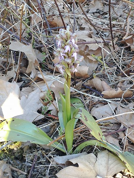 Himantoglossum robertianum  - Gérard Joseph