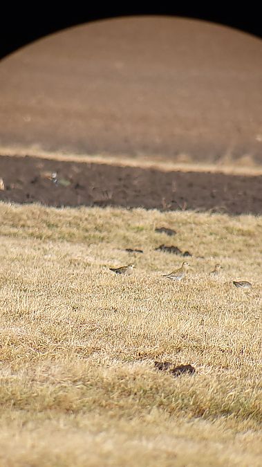 siewka złota  - Aleksey Andreyanov