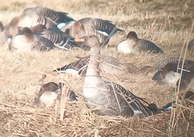 gęś zbożowa  - Michał Polakowski