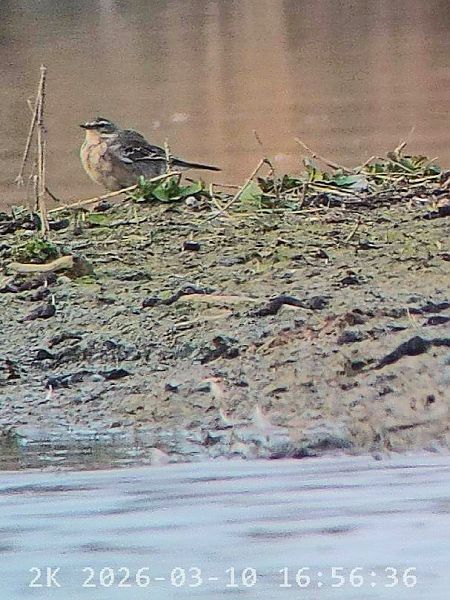 Spioncello  - Massimo Tassinari