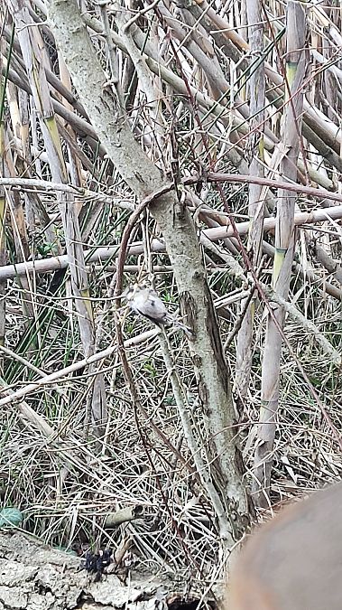 Mallerenga cuallarga  - Èric Capdevila Mezcua