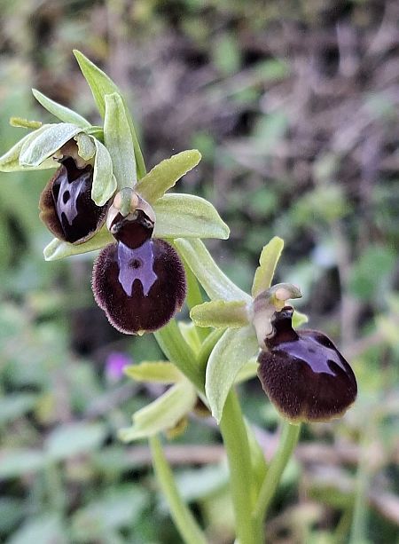 Ophrys occidentalis 