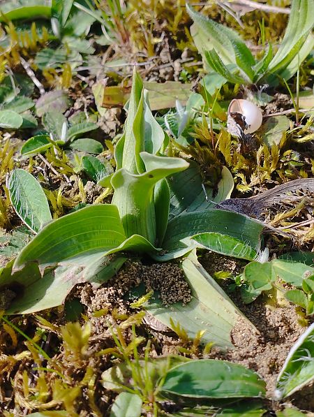 Neotinea lactea  - Gérard Joseph