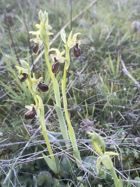 Ophrys occidentalis  - Pimprenelle Ducati