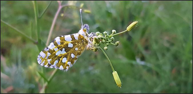 Euchloe ausonia  - Giuseppe Di Lieto