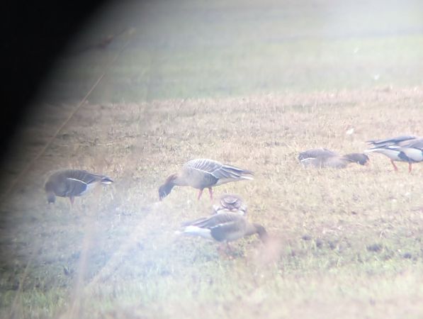 gęś krótkodzioba  - Marek Pach