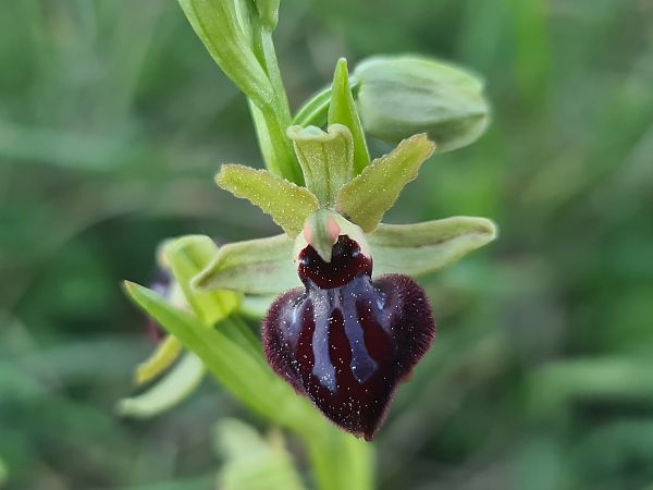 Ophrys passionis  - Christian Fleury