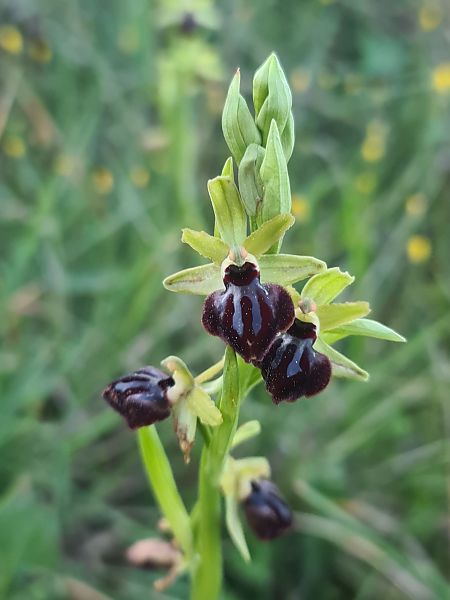 Ophrys passionis  - Christian Fleury