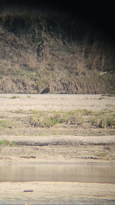 myszołów  - Anna Kamilewicz-Wicik