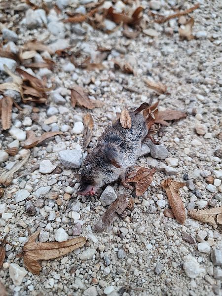 Sorex sp.  - Gabriele de Nadai