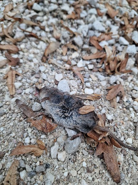 Sorex sp.  - Gabriele de Nadai