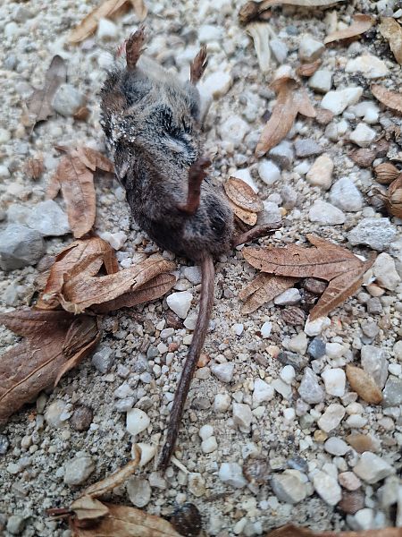 Sorex sp.  - Gabriele de Nadai