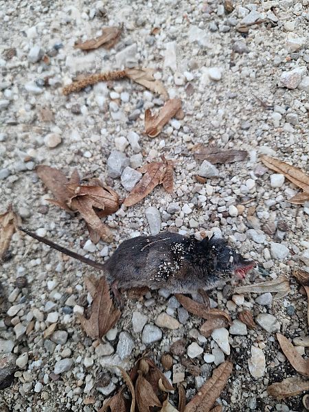 Sorex sp.  - Gabriele de Nadai