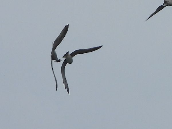 Culbianco  - Andrea Sorrentino