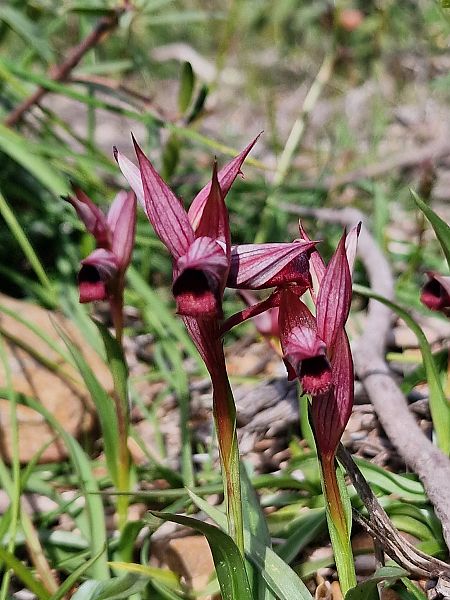 Serapias strictiflora  - Diane Raibaut