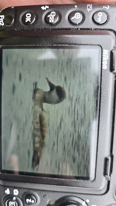 Kolbenente  - Michał Wnuk