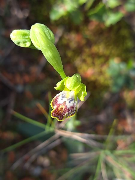Ophrys delforgei  - Emmanuel Cosson