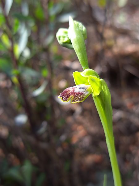 Ophrys delforgei  - Emmanuel Cosson