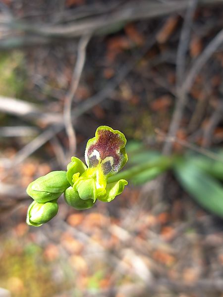 Ophrys delforgei  - Emmanuel Cosson