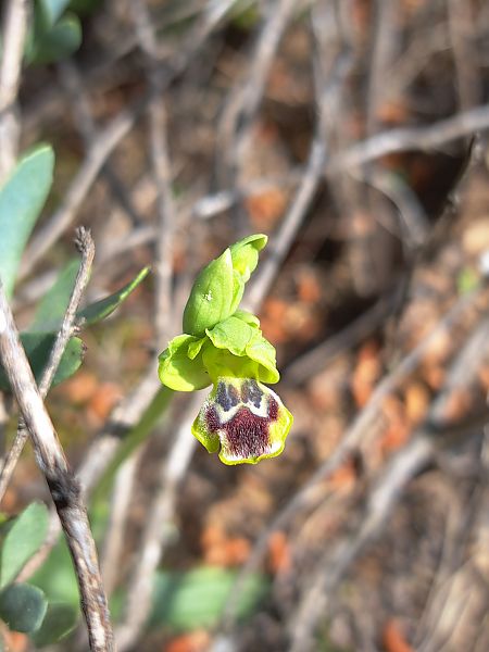 Ophrys delforgei  - Emmanuel Cosson