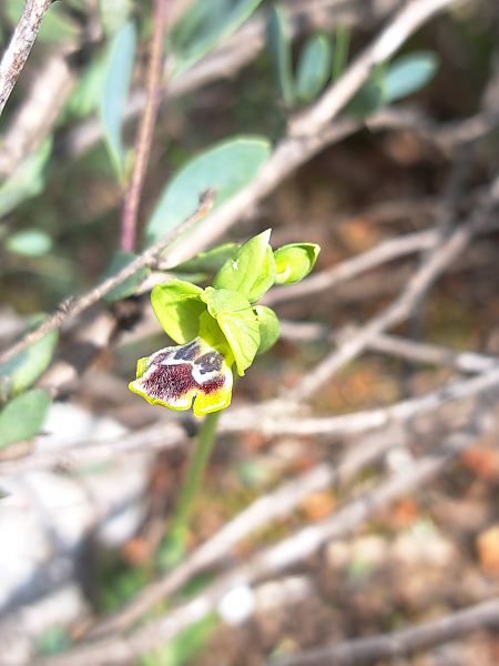 Ophrys delforgei  - Emmanuel Cosson