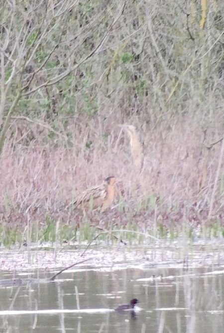 Tarabuso  - Marco Cortemiglia