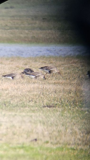 gęś białoczelna  - Anna Kamilewicz-Wicik