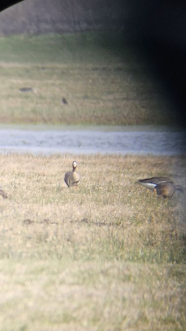 gęś białoczelna  - Anna Kamilewicz-Wicik