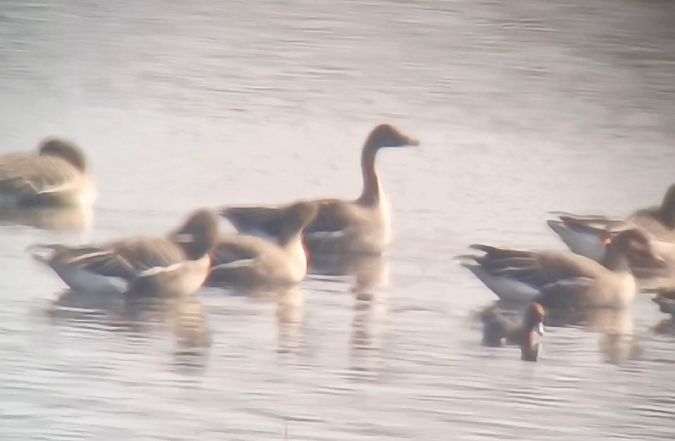 gęś zbożowa  - Michał Polakowski